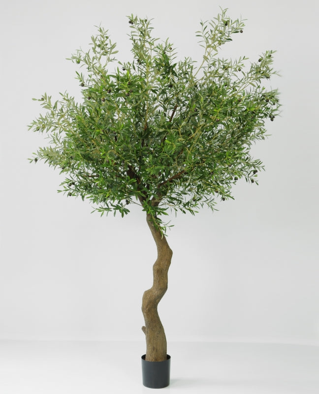 Olivträd 240cm - 320 cm