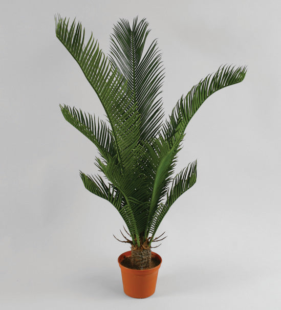 Cycas Palm Konstträd 65cm