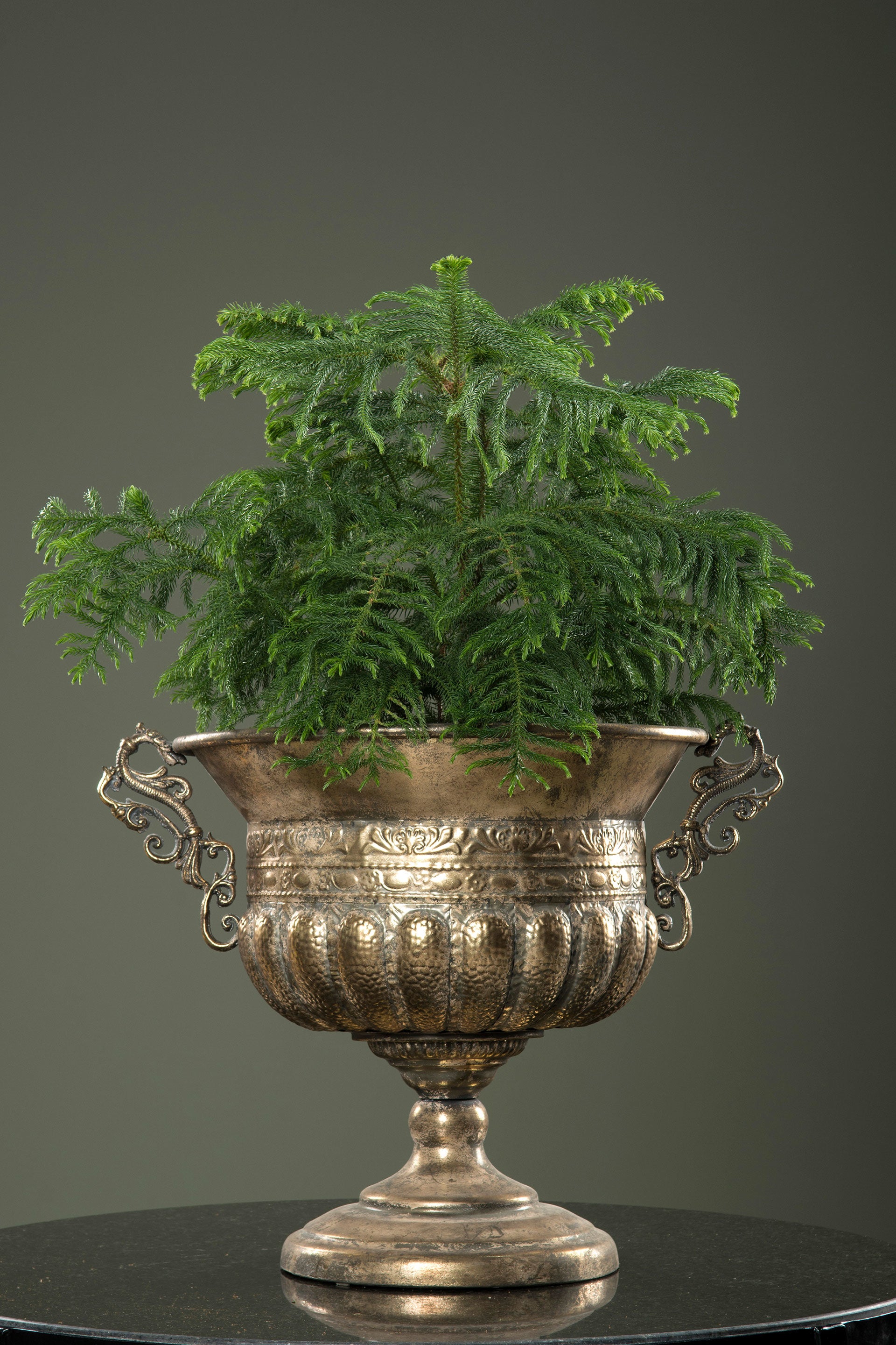 Pokal Isolde
