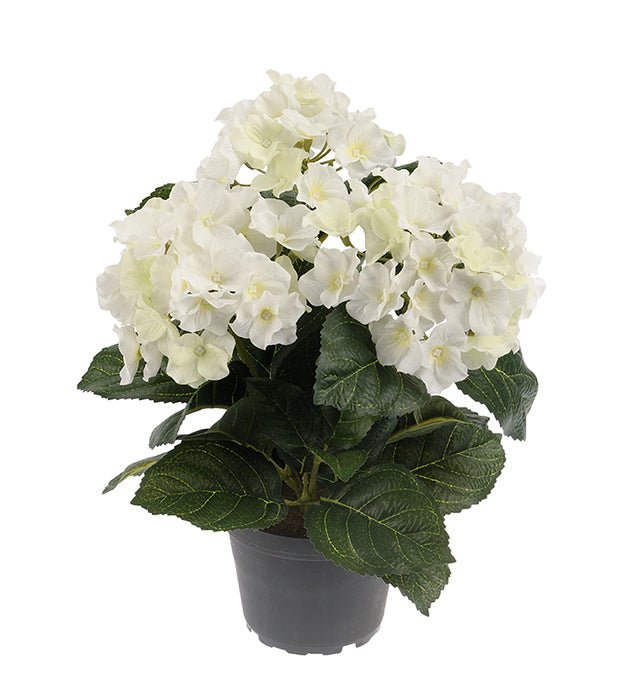 Hortensia