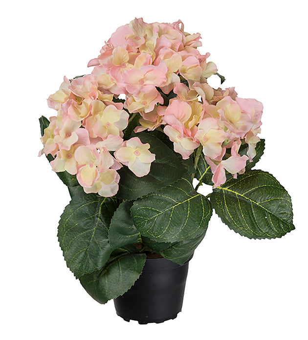 Hortensia