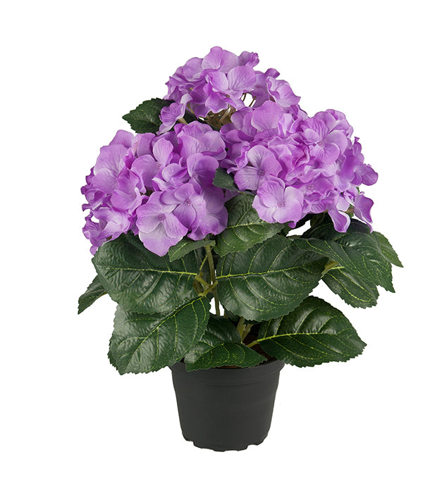 Hortensia