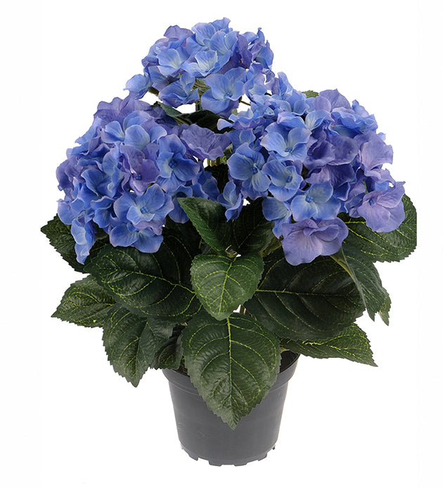 Hortensia